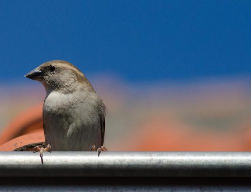 How to Keep Birds Out of Your Gutters