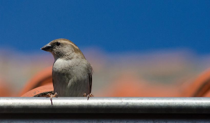 how to keep birds out of your gutters