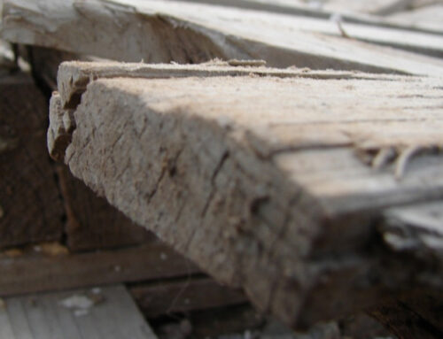 Can a Roof Collapse from Dry Rot?