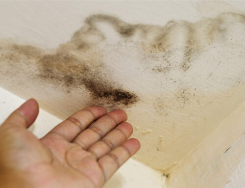 How Long Does it Take for a Roof Leak to Cause Mold?