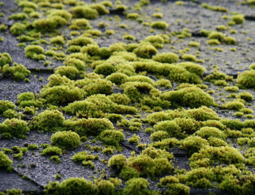 How Coastal Morning Fog Accelerates Roof Aging in Santa Clara County